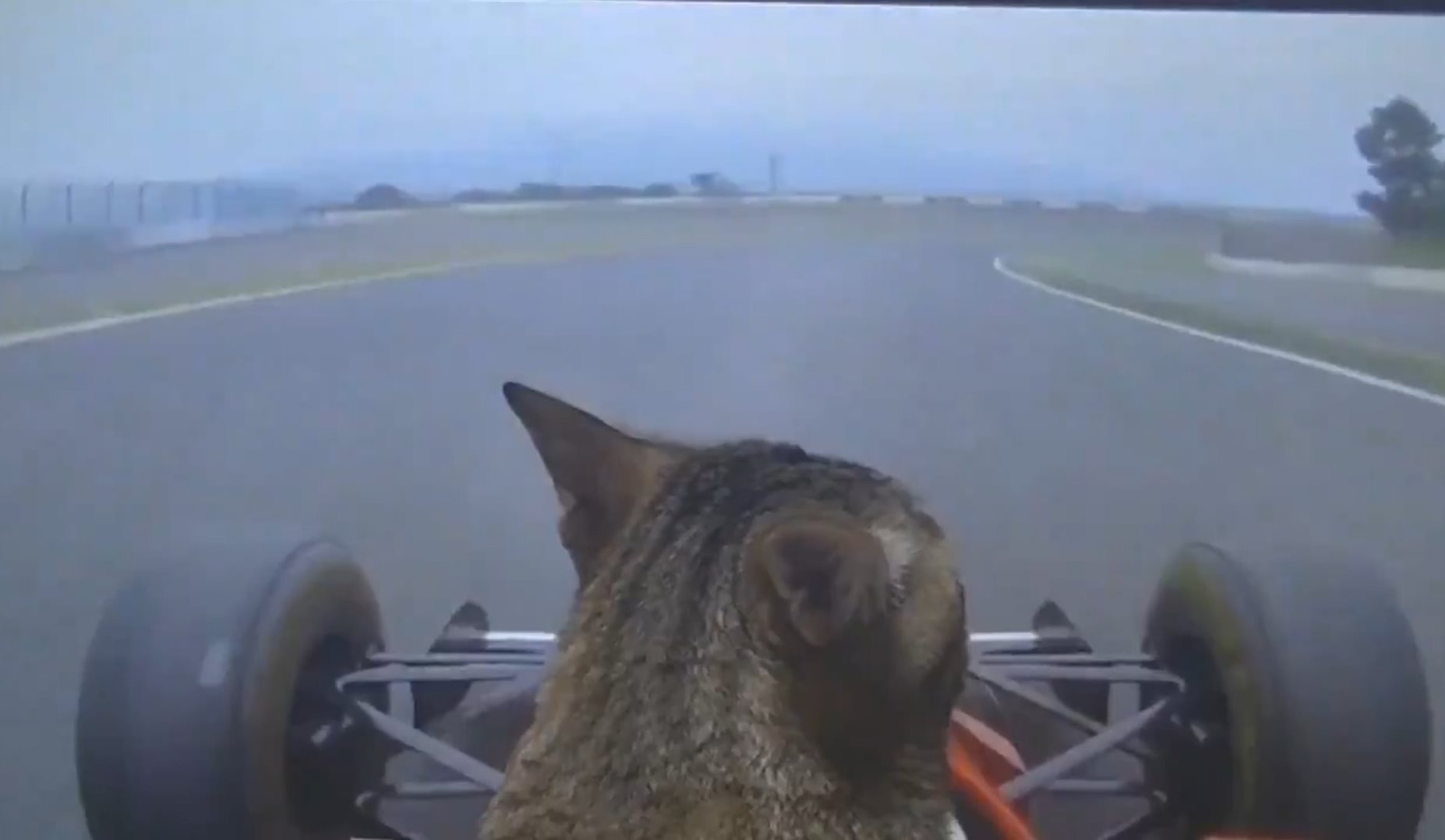 Кот на гоночной машине