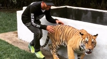 Видео: Как Льюис Хэмилтон напугал тигра
