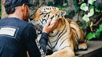 Видео: Льюис Хэмилтон поиграл с тигром