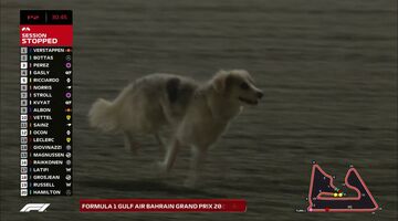 Фото: Собаку, прервавшую вторую тренировку в Бахрейне, спасли