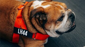 FIA скорбит по бульдогу Льюиса Хэмилтона